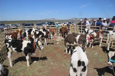 Buzağı Desteklemeleri Devam Ediyor