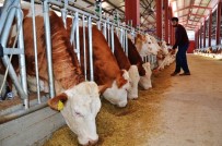 Devlet Desteğiyle Kurduğu Tesiste Günde 3 Ton Süt Üretiyor Haberi