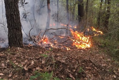 Ordu'da Ormanlık Alanda Örtü Yangını