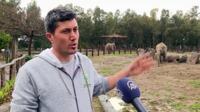 Vahşi Hayvanlara 'Bebek' Gibi Bakıyorlar