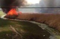 VAN GÖLÜ - Van'da Hayvan Neslini Tehlikeye Sokan Yangın