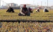 ZIYA POLAT - 8 İlde 20 Milyon Fidan Toprakla Buluşacak
