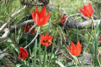 CELAL BAYAR - Bu Çiçeği Koparan Yandı Açıklaması Cezası 48 Bin TL