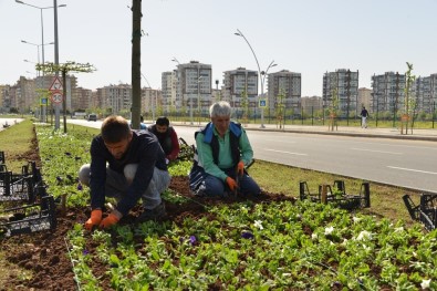 Büyükşehir, 4 Milyon Yazlık Mevsimlik Çiçek Dikecek