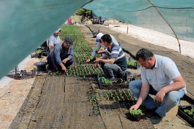 Edirne Çiçeklere Bürünecek