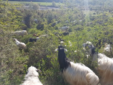 'Kurnaz' Çoban Keçileri Zurna İle Otlatıyor