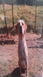 LABRADOR - Mayın Arama Köpeği Güvenlik Güçlerinin Hayatını Kurtardı