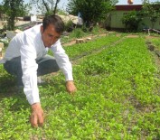 Serada Fide Yetiştirerek Ailesini Geçindiriyor