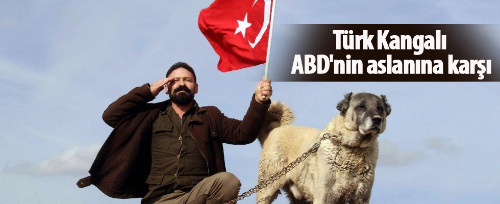 Türk Kangalı, ABD'nin aslanına karşı