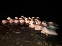 VAN GÖLÜ - Van'da 2 Bin 800 Kilo Kaçak Balık Ele Geçirildi