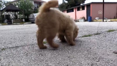 Yurda Kaçak Yollarla Getirilen Köpekler İhaleyle Satılacak