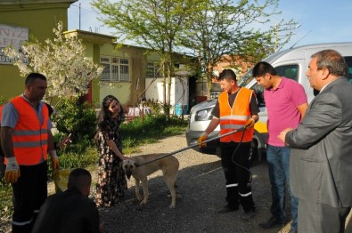Akşehir Belediyesi Silahla Vurulan Köpeğin Tedavisini Yaptırdı