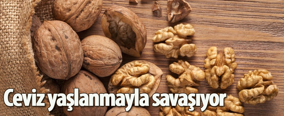 Ceviz yaşlanmayla savaşıyor