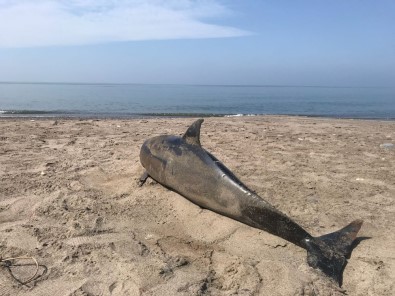 Düzce'de Sahilde Ölü Yunus Balığı Bulundu