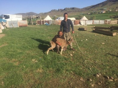 Köpeklerin Saldırısına Uğrayan Dağ Keçisini Köylüler Kurtardı