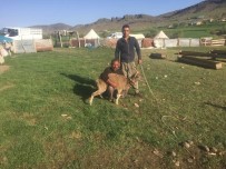 DAĞ KEÇİSİ - Köpeklerin Saldırısına Uğrayan Dağ Keçisini Köylüler Kurtardı