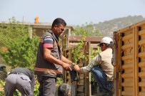 Mut Belediyesi'nden Çiftçilere 3 Bin Kayısı Fidanı