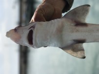 AMATÖR BALIKÇI - Oltaya Takılan Köpek Balığı Korkuttu