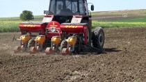 TARIM ÜRÜNÜ - Trakya'da Ayçiçeği Ekimi Başladı