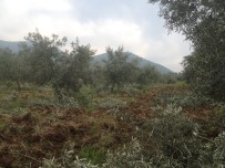 TARIM İLACI - Zeytin Üreticilerine İlaçlama Uyarısı