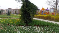 HERCAI - Belediye Tarafından Dikilen Laleler Çiçek Açtı