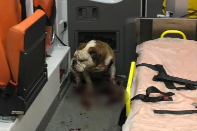 İzmir'deki Saldırgan Köpeği Polisin Kurşunu Bile Durduramadı