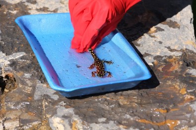 Nesli Tükenen Benekli Semender Beytüşşebap'ta Bulundu