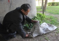 CELAL BAYAR - Taş Toplayan Adamın Bahanesi Şaşırttı