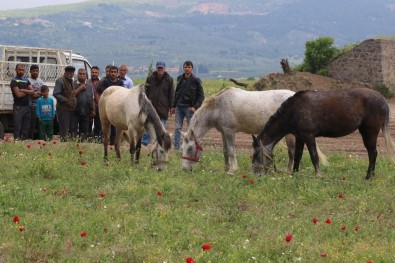 Akhisar'da İlk Kez At Panayırı Düzenleniyor