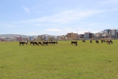 Ardahan'da Çiftçiyi Kuraklık Korkusu Sardı