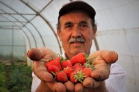 Bursa'da çilek hasadına başlandı