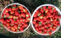 ÇÖREK OTU - Dağ Yöresinde Alternatif Ürünler Çiftçinin Yüzünü Güldürüyor
