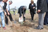 İSMAIL ŞAHIN - Manisa'da Fidanlar Yeşeriyor