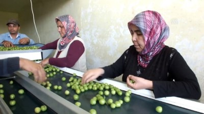 Mersin'de Erik İhracatı Başladı