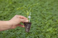 SAĞLIK OCAĞI - Ordu'da 15 Yılda 17 Milyon Fidan Dikildi