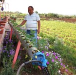TARIM İLACI - Su Borularının İçinde Çilek Yetiştirdi
