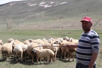 SUBAŞı - Çobanlar Fiyat Arttırınca, Kendi Sürüsüne Çoban Oldu