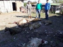 SOKAK KÖPEKLERİ - Sahipsiz köpekler 7 koyunu telef etti!