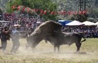 Boğalar Zeytin Spor İçin Güreşti