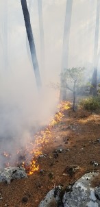 Sütçüler'deki Yangında 3 Hektar Ormanlık Alan Zarar Gördü