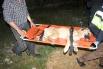 SOKAK KÖPEĞİ - Enkaz Altında Kalan Köpek 16 Saat Sonra Çıkarıldı