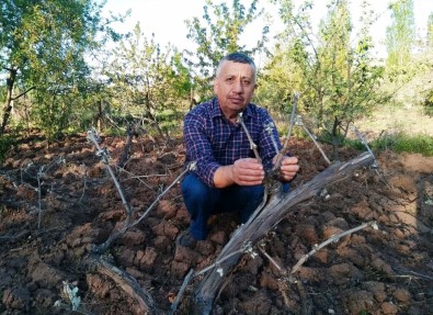 Hisarcık'ta Üzüm Bağlarını Kırağı Vurdu