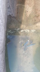 DSİ Pompalarında Balık Ölümleri İddiası