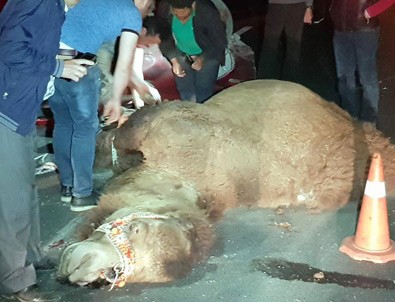 200 Bin TL'lilk deveye araba çarptı