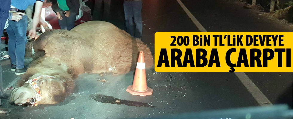 200 Bin TL'lilk deveye araba çarptı