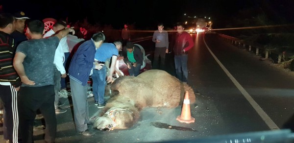 200 Bin TL'lilk deveye araba çarptı