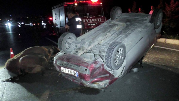 200 Bin TL'lilk deveye araba çarptı