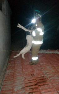 Çatıda Mahsur Kalan Köpeği İtfaiye Kurtardı