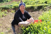 ÇAY ÜRETİCİLERİ - Çay Alım Sezonu Açıldı, Üreticiler Çaylığa Girmeye Başladı