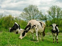 TARıM İŞLETMELERI GENEL MÜDÜRLÜĞÜ - TARSİM'den Hayvancılığa Destek